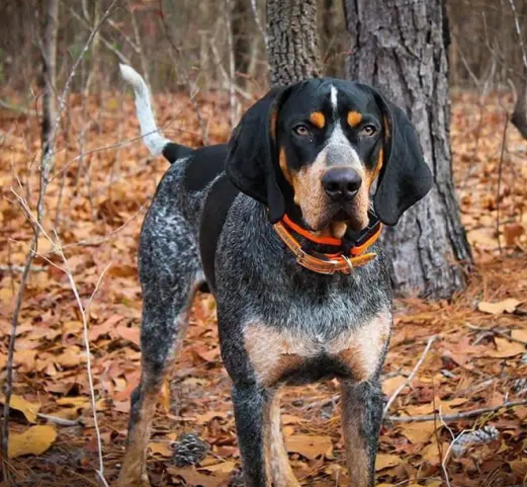 Bluetick Coonhound